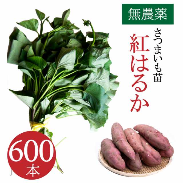 ベニはるか芋苗500本最終セール | anubanssk.ac.th