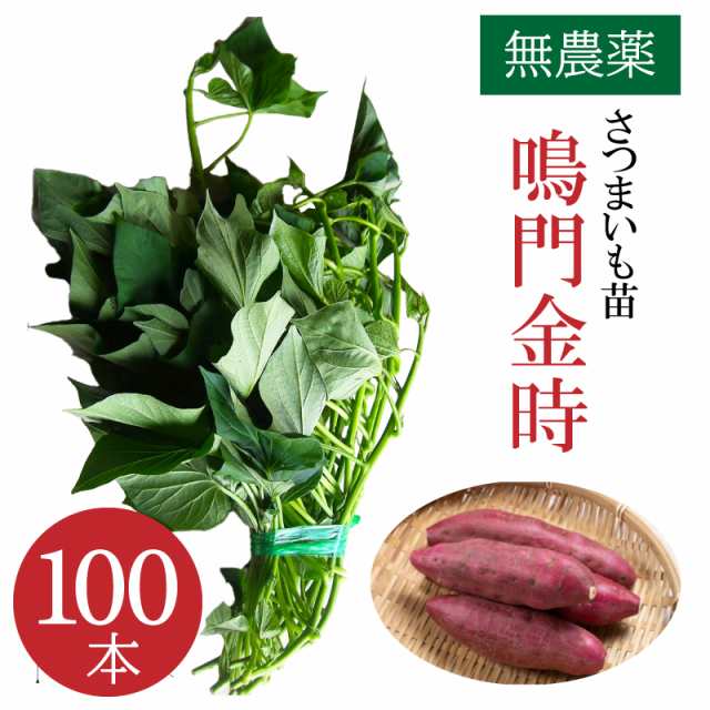 【無農薬】サツマイモ苗 鳴門金時 100本 栽培用 芋苗 芋ズル ナルトキントキ 山口県産 無農薬 サツマイモ さつまいも 苗 なるときんとき ｜au  PAY マーケット