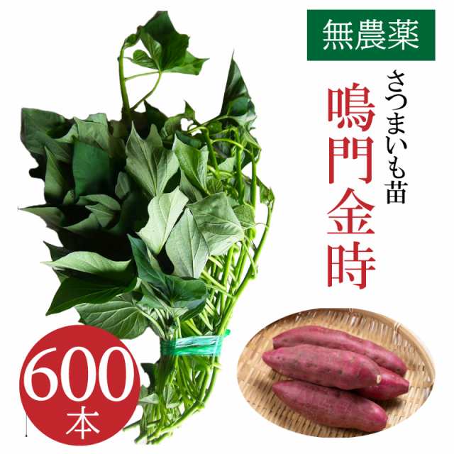 ベニはるか芋苗800本送料込みセール | gulatilaw.com