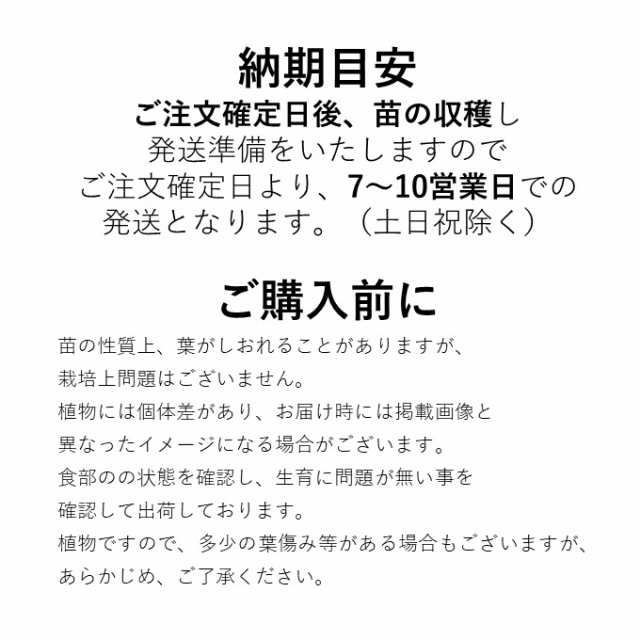 【無農薬】サツマイモ苗 鳴門金時 100本 栽培用 芋苗 芋ズル ナルトキントキ 山口県産 無農薬 サツマイモ さつまいも 苗 なるときんとき