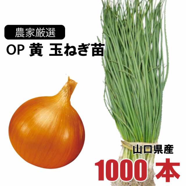 野菜玉ねぎ苗１０００本 - 野菜