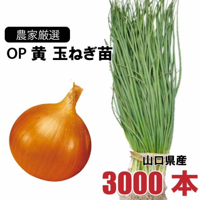 玉ねぎ苗 貴錦(極早生) 50本 - 野菜