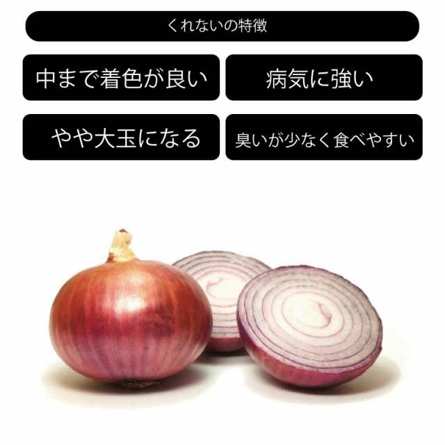 玉ねぎ苗 中生 OP黄 1000本束 山口県産 野菜苗 家庭菜園 ガーデニング