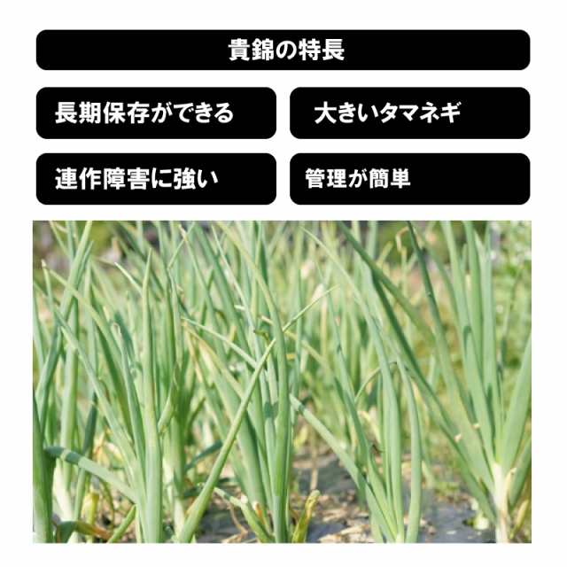 貴錦　極早生　除菌・消臭・CELA水専門店　ガーデニングの通販はau　PAY　山口県産　PAY　野菜苗　家庭菜園　au　玉ねぎ苗　マーケット－通販サイト　200本束　マーケット