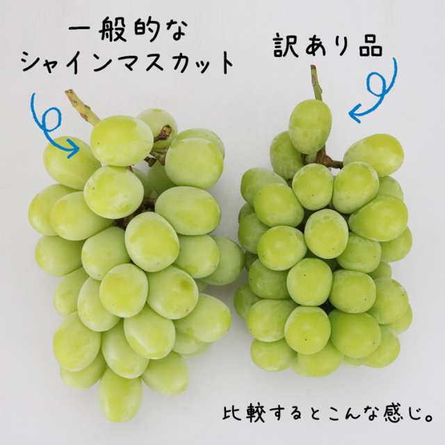 訳あり シャインマスカット 約1kg 2〜3房 ご家庭用 お徳用 お買い得 ぶどう 贈答用 ブドウ 種無し 冷蔵便 同梱不可 指定日不可の通販はau  PAY マーケット - 食の達人お取り寄せグルメ | au PAY マーケット－通販サイト