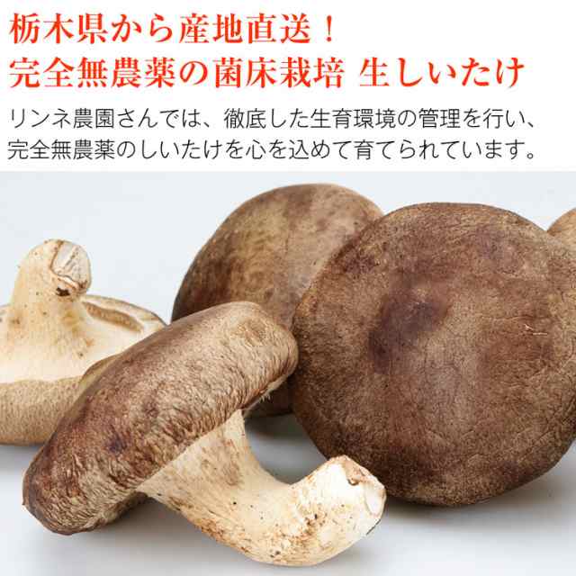 不揃い　ご家庭用　椎茸　1kg　リンネ農園　無選別　室内栽培　シイタケ　PAY　PAY　マーケット　マーケット－通販サイト　無農薬　au　産地直送　生しいたけ　国産　栃木県産　菌床栽培　食の達人お取り寄せグルメ　産直　冷蔵便の通販はau