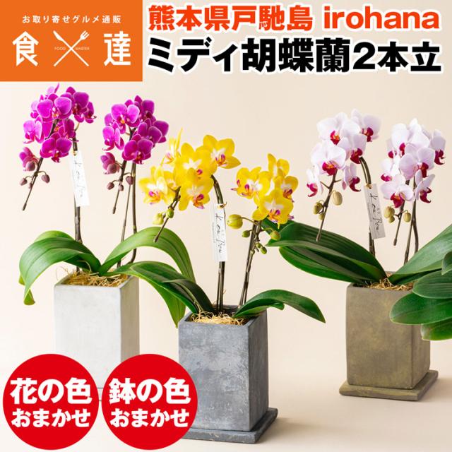 胡蝶蘭 ミディ 2本立 鉢植え 花の色おまかせ コンクリート鉢 熊本県産