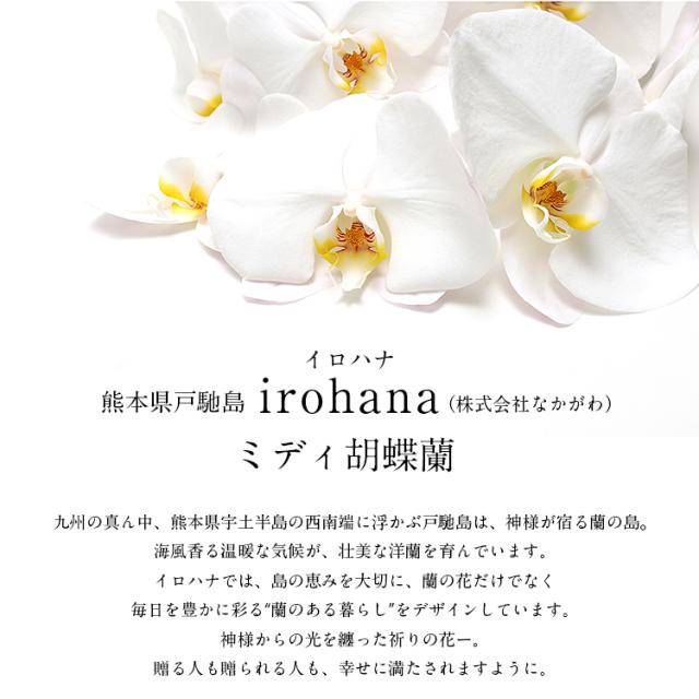 胡蝶蘭 ミディ 3本立 鉢植え 花の色おまかせ ラッピング付き ギフト 贈答用 熊本県産 irohana 洋蘭 ラン 洋ラン 花 産直 常温便 同梱不可 指定日不可_1