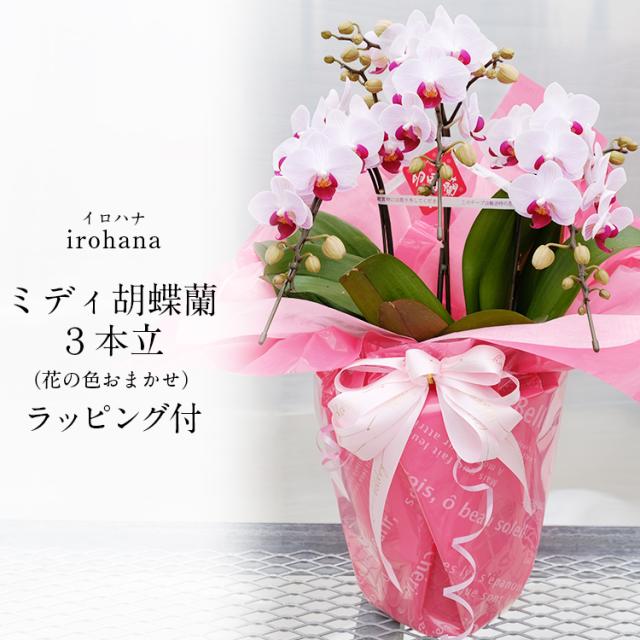 胡蝶蘭 ミディ 3本立 鉢植え 花の色おまかせ ラッピング付き ギフト 贈答用 熊本県産 irohana 洋蘭 ラン 洋ラン 花 産直 常温便 同梱不可 指定日不可_2