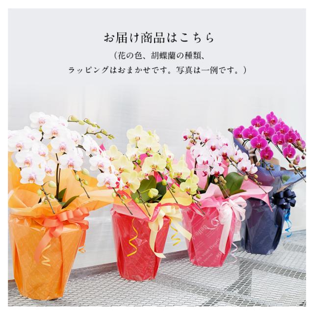 胡蝶蘭 ミディ 3本立 鉢植え 花の色おまかせ ラッピング付き ギフト 贈答用 熊本県産 irohana 洋蘭 ラン 洋ラン 花 産直 常温便 同梱不可 指定日不可_3