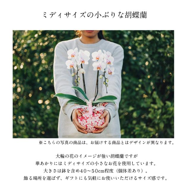 胡蝶蘭 ミディ 3本立 鉢植え 花の色おまかせ ラッピング付き ギフト 贈答用 熊本県産 irohana 洋蘭 ラン 洋ラン 花 産直 常温便 同梱不可 指定日不可_4
