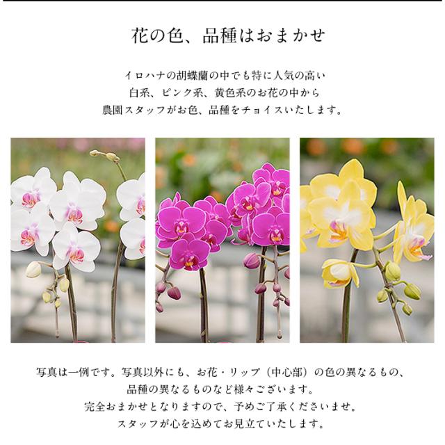 胡蝶蘭 ミディ 3本立 鉢植え 花の色おまかせ ラッピング付き ギフト 贈答用 熊本県産 irohana 洋蘭 ラン 洋ラン 花 産直 常温便 同梱不可 指定日不可_5