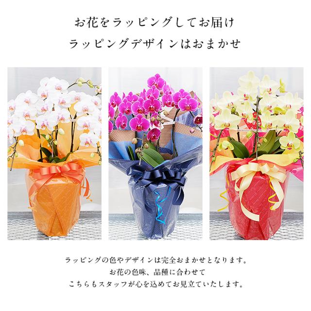 胡蝶蘭 ミディ 3本立 鉢植え 花の色おまかせ ラッピング付き ギフト 贈答用 熊本県産 irohana 洋蘭 ラン 洋ラン 花 産直 常温便 同梱不可 指定日不可_6
