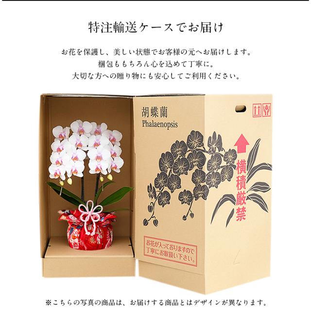 胡蝶蘭 ミディ 3本立 鉢植え 花の色おまかせ ラッピング付き ギフト 贈答用 熊本県産 irohana 洋蘭 ラン 洋ラン 花 産直 常温便 同梱不可 指定日不可_7