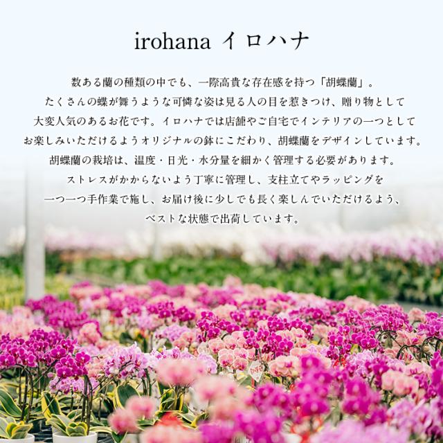 胡蝶蘭 ミディ 3本立 鉢植え 花の色おまかせ ラッピング付き ギフト 贈答用 熊本県産 irohana 洋蘭 ラン 洋ラン 花 産直 常温便 同梱不可 指定日不可_8