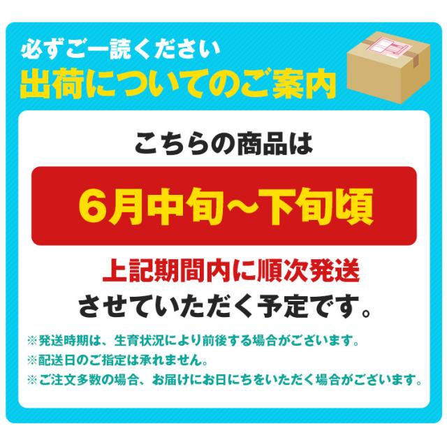 さくらんぼ 500g L玉 佐藤錦 手詰め 高級 贈答用 山形県産 化粧箱 露地栽培 ギフト サクランボ 冷蔵便 同梱不可 指定日不可 産直_2