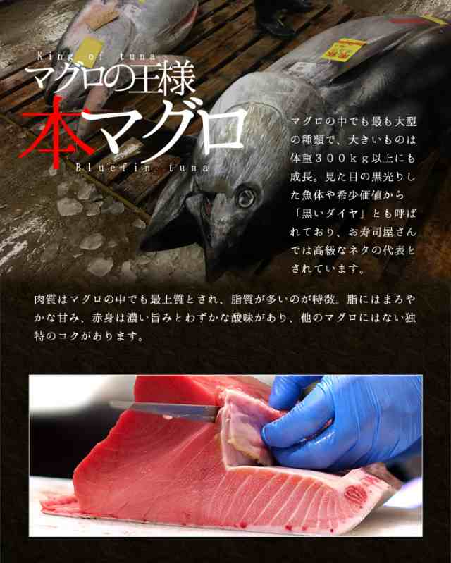 本マグロ訳あり中トロどっさり1kg 送料無料《pbt-bf10》〈bf1〉[[訳あり中トロ1kg]の通販は
