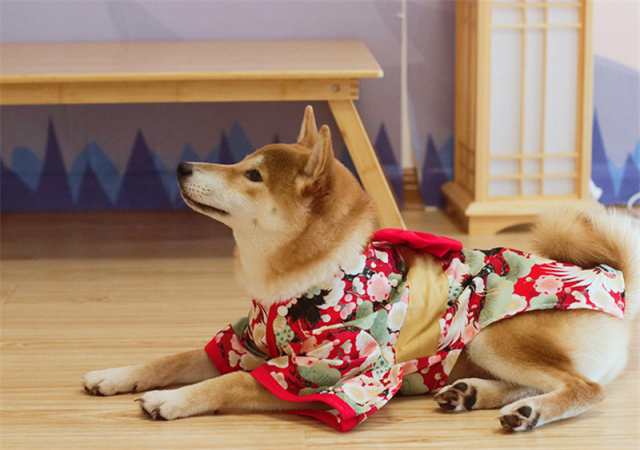 大型犬 服 中型犬 着物 お祭り 夏 花火大会 ペット用衣装 ペット服