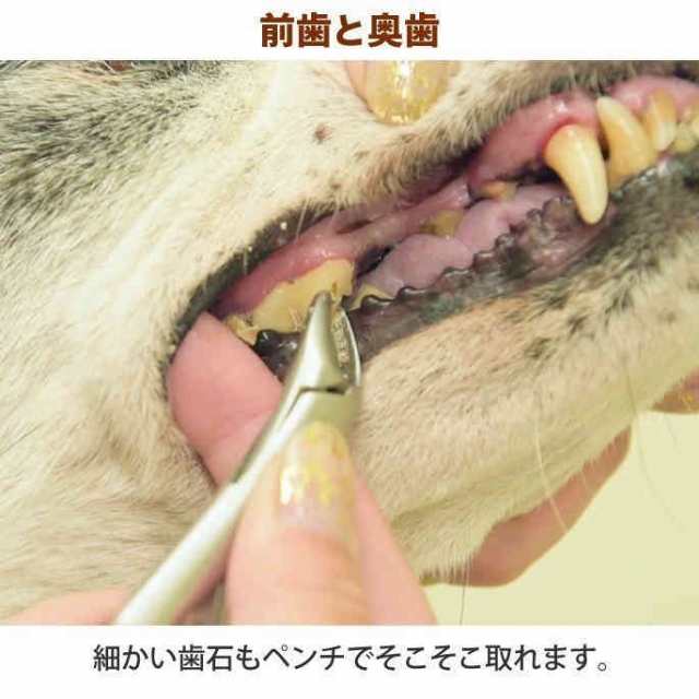 即納 愛犬・愛猫用 歯石取り ペンチ 犬 歯石 デンタルケア ホームケア