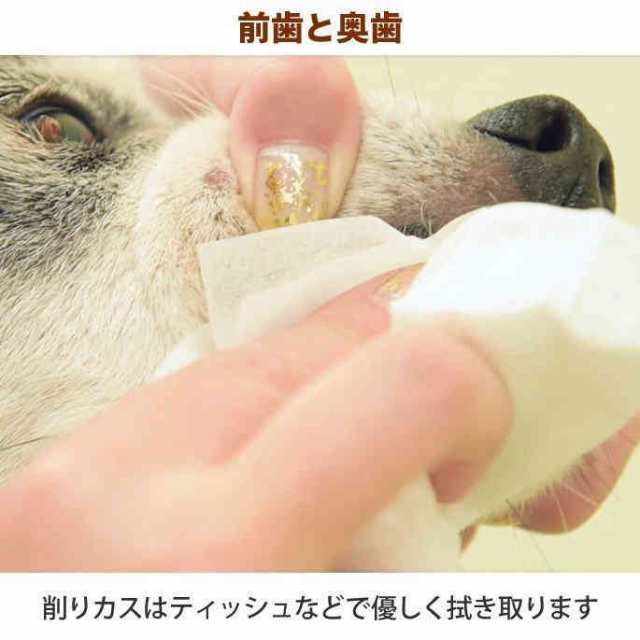 即納 愛犬・愛猫用 歯石取り ペンチ 犬 歯石 デンタルケア ホームケア ...