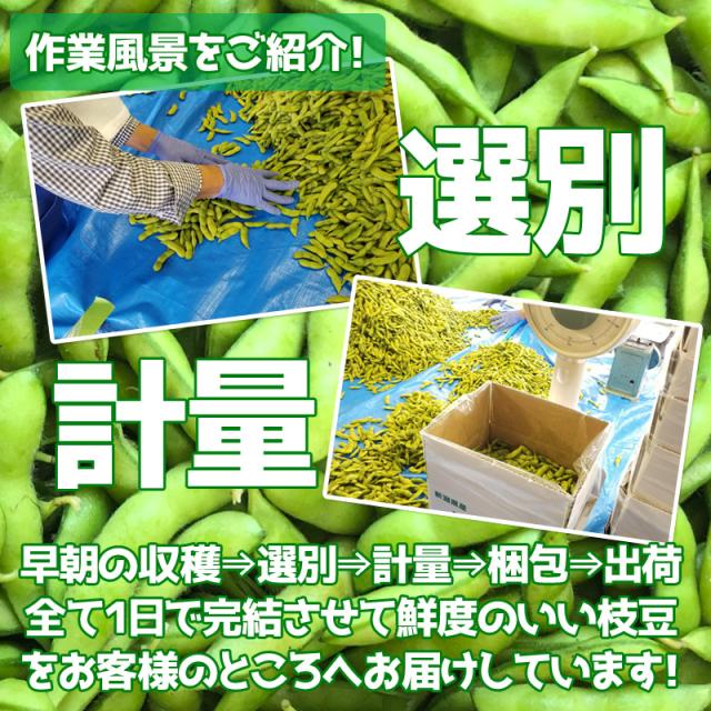 【ピタ★さん専用】新潟黒埼産枝豆 いきなまるA品3キロ おつな姫3kg新潟産枝豆 ｜ 新潟朱鷺メキ市場