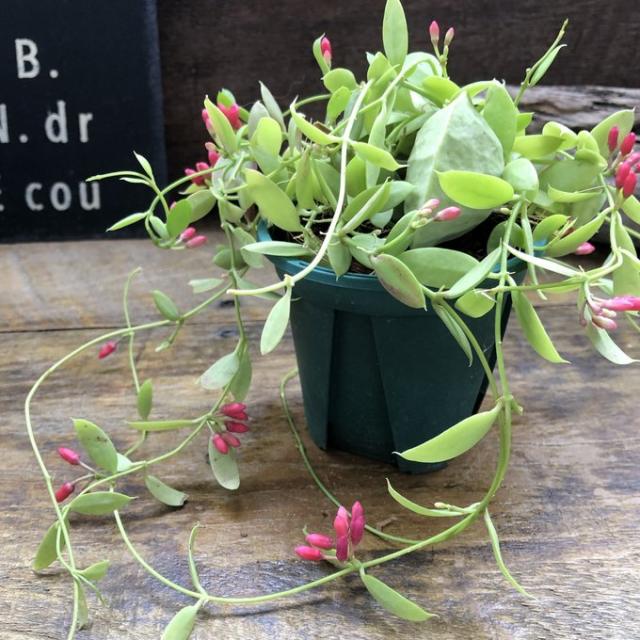 カンガルーポケット ディスキディア 観葉植物 インテリア ガーデニング