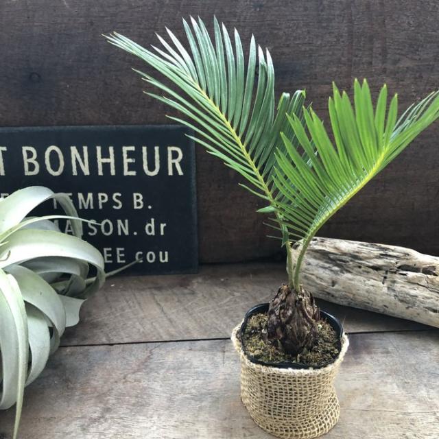 ソテツ 3点セット❗激安❗ いとちゃん 黄金ソテツ 大株 ソテツ 蘇鉄 黄金