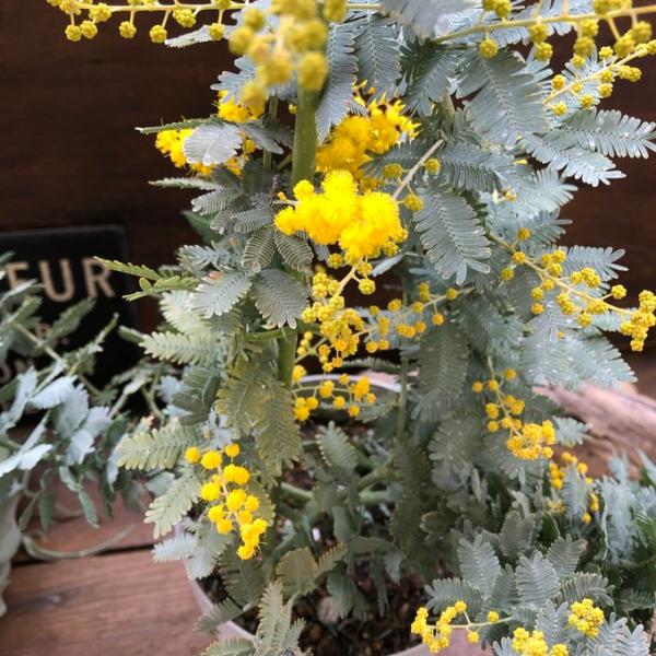 花芽付き 5号ポット 今年咲きます ミモザの大苗 大人気 シンボルツリーに