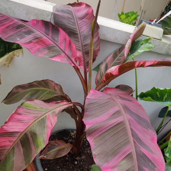 ピンクバナナ　バリエガータ ムサノノピンクバリエガータバナナ musa nono pink var