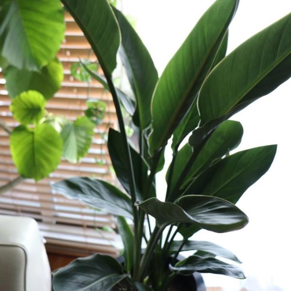 レギネ 8号 大きな観葉植物 ストレチア 極楽鳥花
