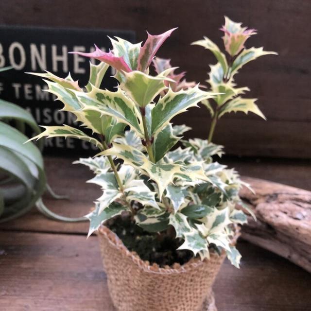 ゴシキヒイラギ 斑入り 五色ヒイラギ クリスマス 魔除け木にの通販はau Pay マーケット パリジェンヌ