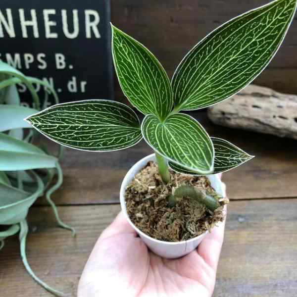 ルディシア トリカラー ジュエルオーキッド 宝石蘭 観葉植物の通販はau