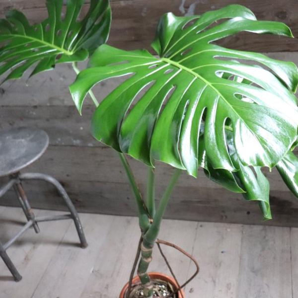モンステラ木立S型 観葉植物 モンステラ木立