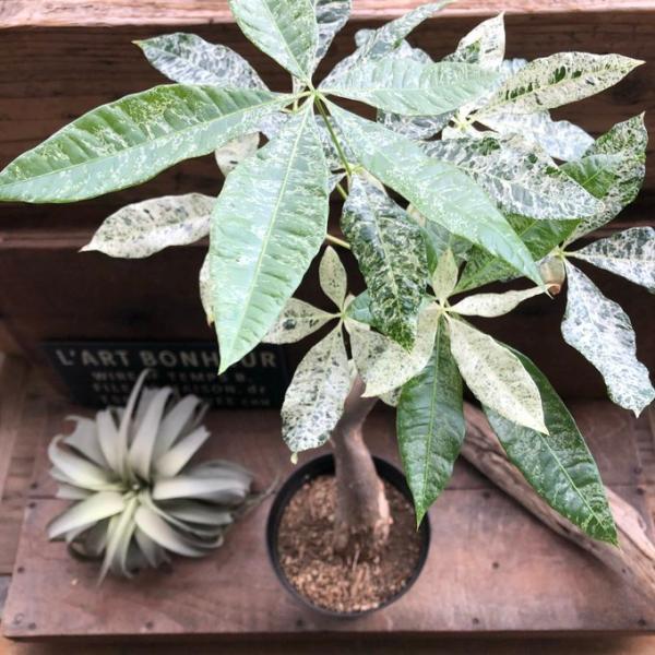 パキラミルキーウェイ緑と白の斑入り☆