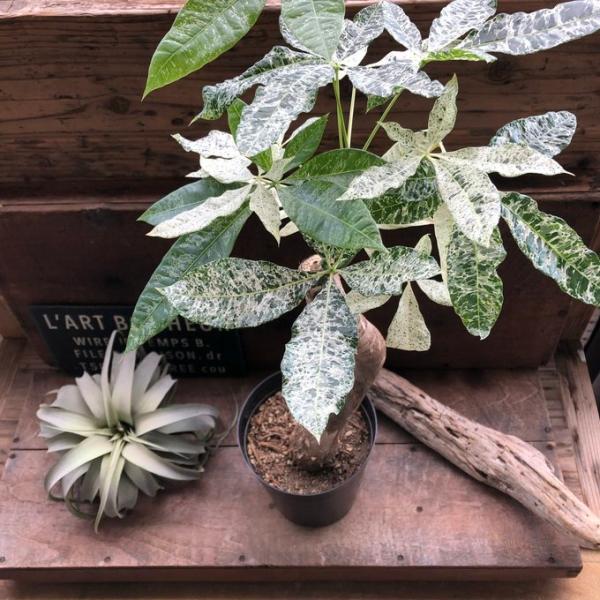 ★パキラ・ミルキーウェイ★接ぎ木タイプ 楽天市場】（観葉植物）一点物 パキラ ミルキーウェイ 接ぎ木 6