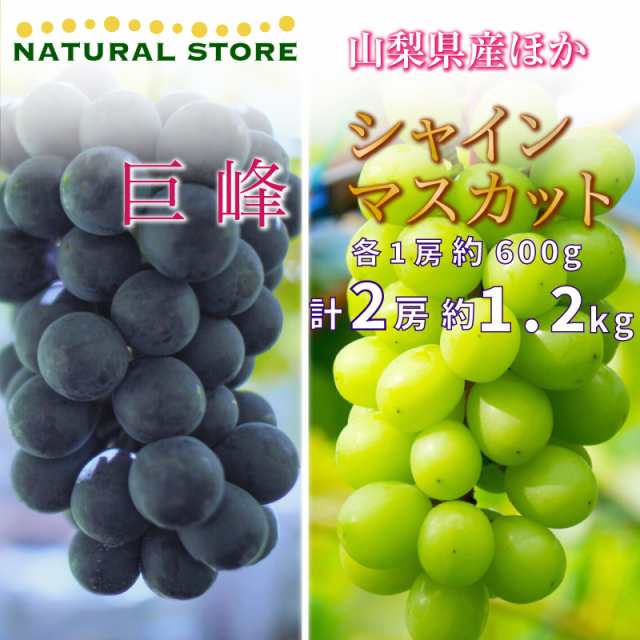 山梨県産　1房　計1.2kg　シャインマスカット　1房　巨峰　最短順次発送]　夏ギフト-　暑中見舞　残暑見舞