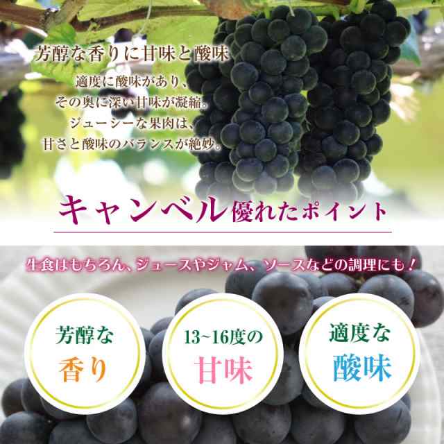 予約 8月1日〜初荷分より順次発送】 キャンベル 約2kg 5-10房 山形県