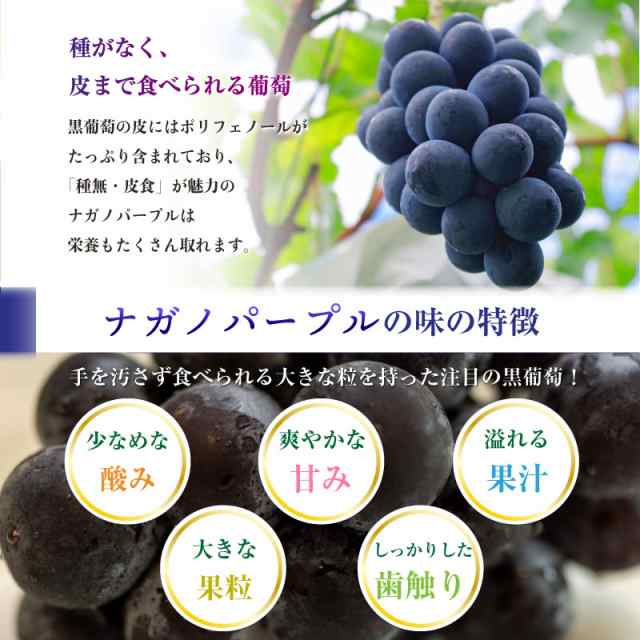 ぶどう　最短順次発送]　約600g　1房　ナガノパープル　果実ギフト-　長野県産　秋ギフト