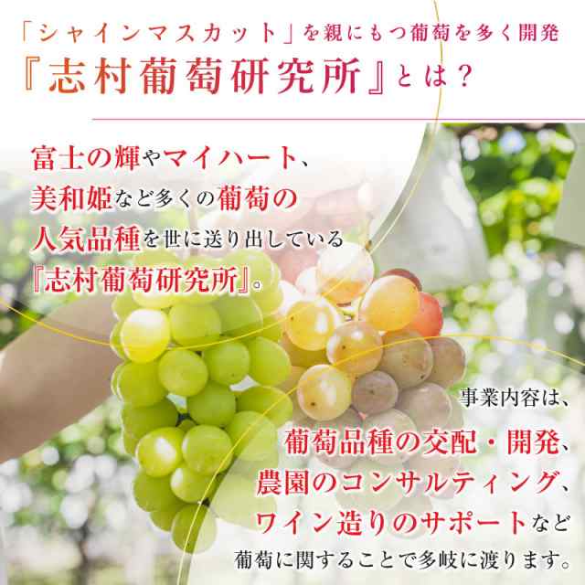 [最短順次発送] 富士の輝 2房 約1kg 約500g x2 大粒 化粧箱 ぶどう ブドウ 葡萄 富士の輝き 山梨県 笛吹 夏ギフト お中元  御中元｜au PAY マーケット