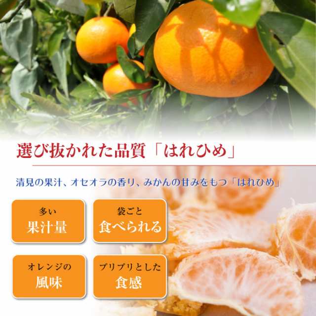 はれひめ　サロンドフルーツ　5kg　PAY　晴姫　PAY　お歳暮　マーケット－通販サイト　予約　愛知県蒲郡市産　au　Lサイズ　柑橘　JA蒲郡市　11月20日-12月31日の納品]　みかん　マーケット　PAY　蜜柑　au　ギフトの通販はau　マーケット店