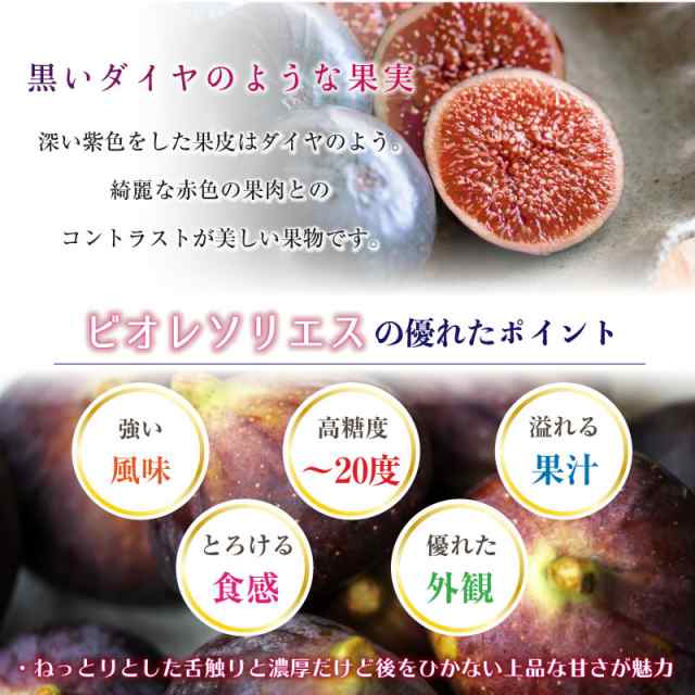 最短順次発送] ビオレソリエス イチジク 約600g 約300g x 2 黒イチジク