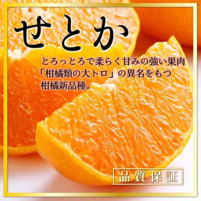 産地箱　サロンドフルーツ　せとか　人気　贈答用　佐賀県他　au　高級柑の通販はau　PAY　予約　セトカ　au　御歳暮　愛媛県　2023年3/1から日時指定可]　柑橘類の大トロ　マーケット店　マーケット－通販サイト　約5kg　みかん　マーケット　柑橘類　PAY　PAY