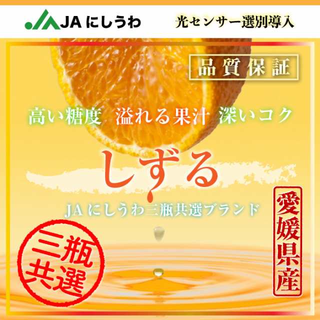 マーケット店　愛媛県産御歳暮　サロンドフルーツ　約3kg　JA八協共選の通販はau　PAY　11月15日-12月15日の納品]　au　予約　マーケット　(雫琉)もしくは媛美月　マーケット－通販サイト　S　2023年　au　PAY　しずる　PAY