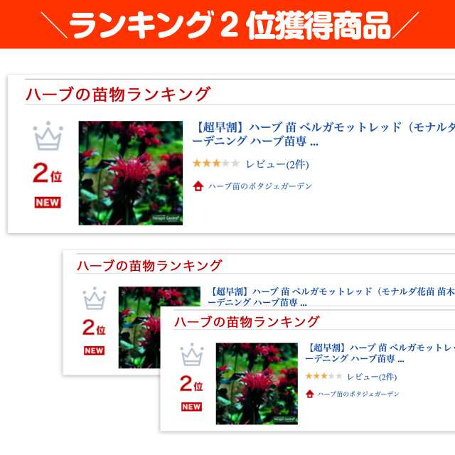 ベルガモット 苗  3号ポット苗 ハーブ 苗 ハーブティー 料理 ドライフラワー ポプリ 庭植え