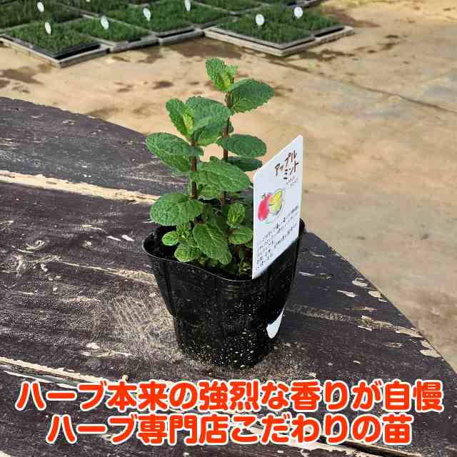 ハーブ 苗 セット アップルミント 5個（ハーブティ ハッカ油 虫除け グリーン 鉢植え 栽培方法 育て方 使い方 選び方 種類 花苗 簡単  プの通販はau PAY マーケット - ハーブ苗のポタジェガーデン | au PAY マーケット－通販サイト