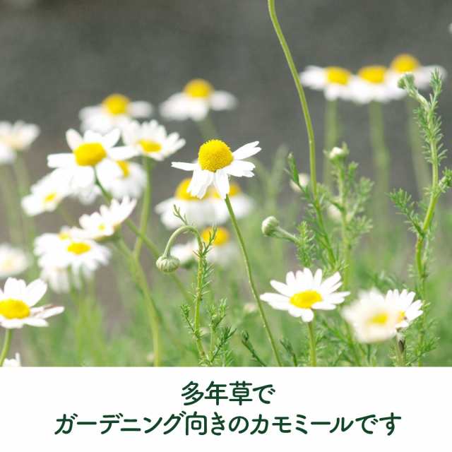 カモミール 苗 ローマンカモミール（カモマイル 花苗 苗木 ハーブティー 感動する香り Herb）の通販はau PAY マーケット - ハーブ苗 のポタジェガーデン