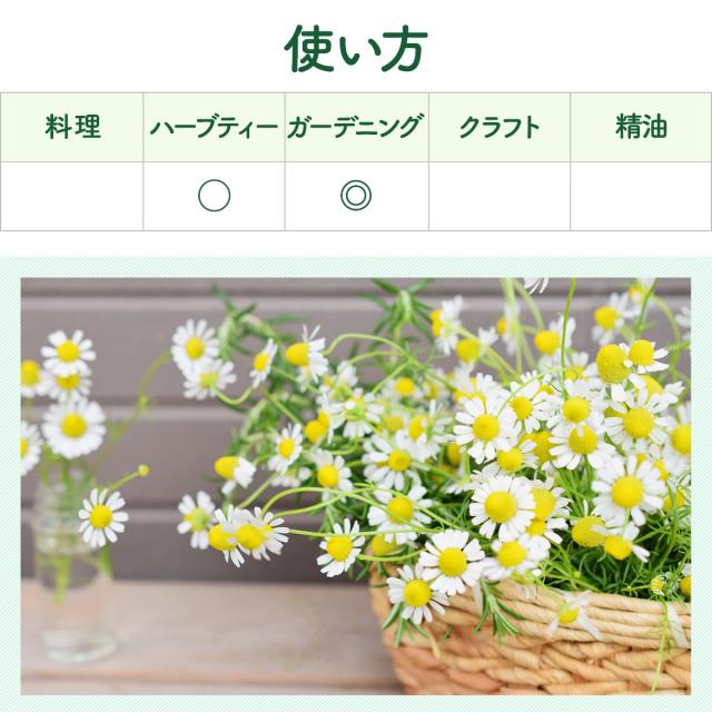 カモミール 苗 ローマンカモミール カモマイル 花苗 苗木 ハーブティー 感動する香り Herb の通販はau Pay マーケット ハーブ苗のポタジェガーデン