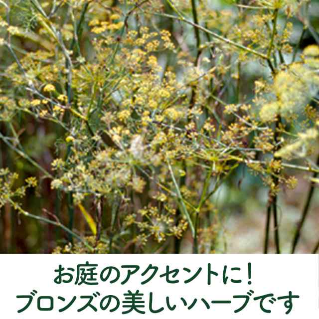 kazu_win