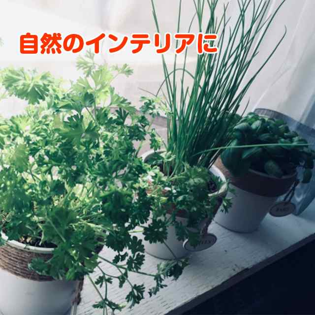 プランター かわいい キャラクター ハーブ プラスチック製 多肉 小型 栽培適用 植木鉢 白 観葉植物 在庫限り プラスチック製