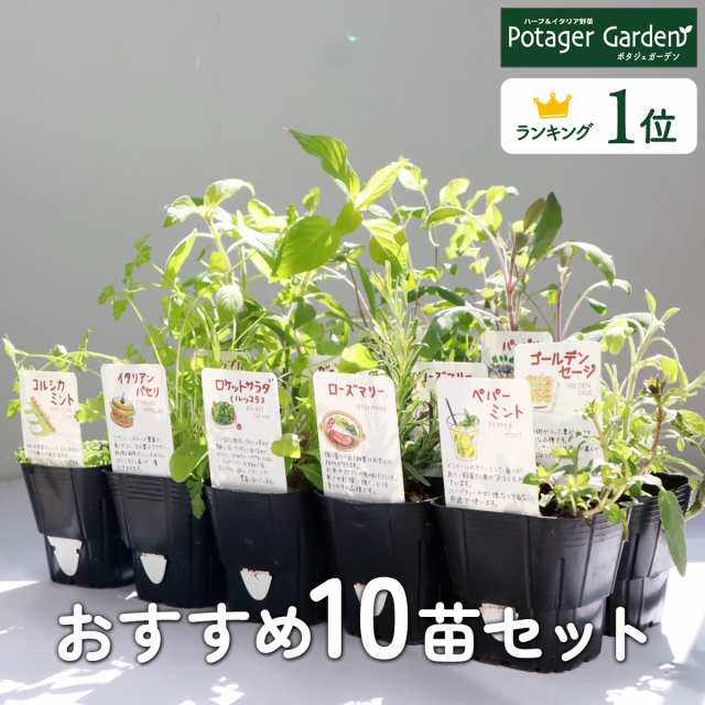 初めての家庭菜園キット（季節のサラダ野菜3種）家庭菜園 キッチンガーデン 野菜苗 ベランダ菜園 ベランダ栽培 プランター栽培 育てて食べる ポタジェガーデン 夏休み